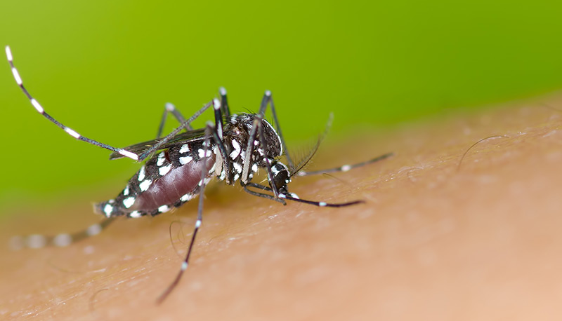 Governo declara fim de emergência nacional pelo vírus Zika